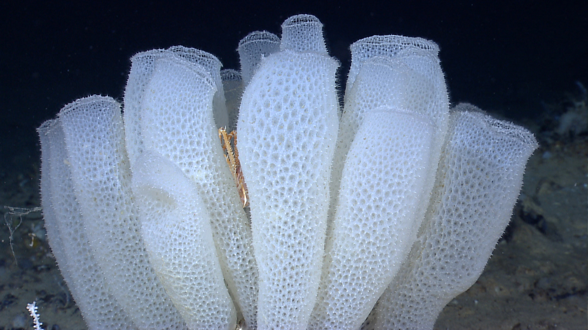 Euplectella aspergillum, Venus's flower basket